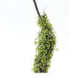 Moss Foliage Vine