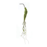 Moss Foliage Vine