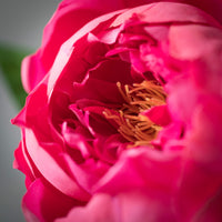 FRESHCUT® DEEP PINK PEONY SPRAY