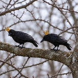 Crow with Feathers & Crown