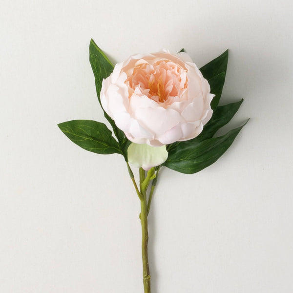 FRESHCUT® BLUSH PINK PEONY