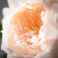 FRESHCUT® BLUSH PINK PEONY